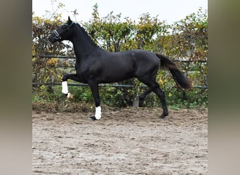 KWPN, Hengst, 3 Jahre, 163 cm, Schwarzbrauner