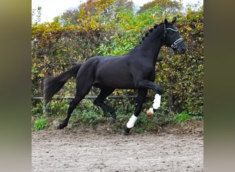 KWPN, Hengst, 3 Jahre, 163 cm, Schwarzbrauner