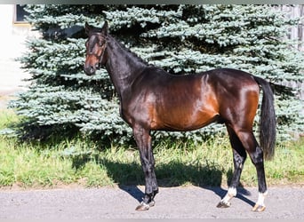 KWPN, Hengst, 3 Jahre, 164 cm, Dunkelbrauner