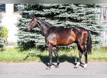 KWPN, Hengst, 3 Jahre, 164 cm, Dunkelbrauner