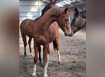KWPN, Hengst, 3 Jahre, 164 cm, Fuchs