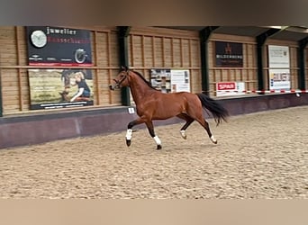 KWPN, Hengst, 3 Jahre, 164 cm, Hellbrauner