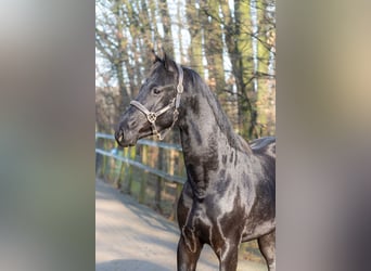 KWPN, Hengst, 3 Jahre, 164 cm, Rappe