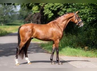KWPN, Hengst, 3 Jahre, 165 cm, Brauner