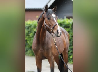 KWPN, Hengst, 3 Jahre, 165 cm, Brauner