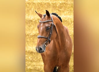KWPN, Hengst, 3 Jahre, 165 cm, Brauner
