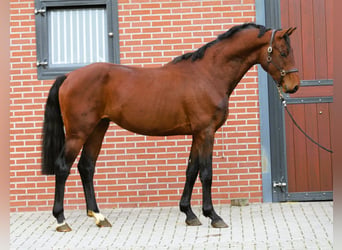 KWPN, Hengst, 3 Jahre, 165 cm, Brauner