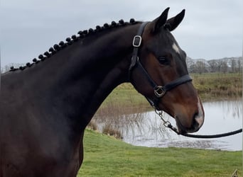 KWPN, Hengst, 3 Jahre, 165 cm, Dunkelbrauner