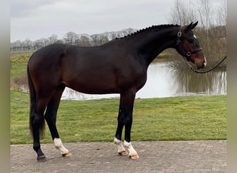 KWPN, Hengst, 3 Jahre, 165 cm, Dunkelbrauner