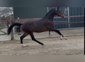 KWPN, Hengst, 3 Jahre, 165 cm, Dunkelbrauner