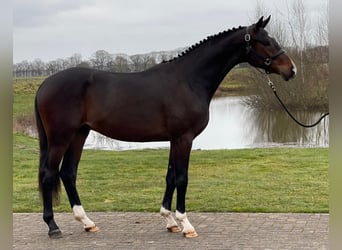 KWPN, Hengst, 3 Jahre, 165 cm, Dunkelbrauner