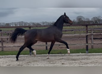KWPN, Hengst, 3 Jahre, 165 cm, Dunkelbrauner