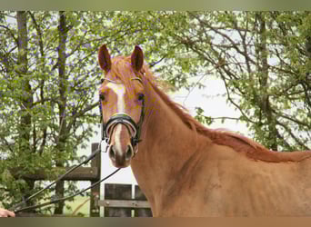 KWPN, Hengst, 3 Jahre, 165 cm, Fuchs