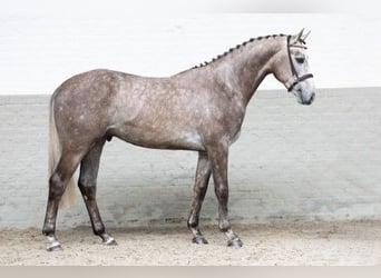 KWPN, Hengst, 3 Jahre, 165 cm, Hellbrauner