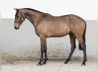 KWPN, Hengst, 3 Jahre, 165 cm, Hellbrauner