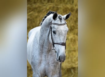 KWPN, Hengst, 3 Jahre, 165 cm, Schimmel