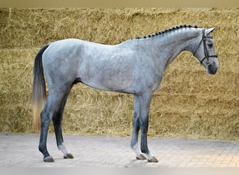 KWPN, Hengst, 3 Jahre, 165 cm, Schimmel