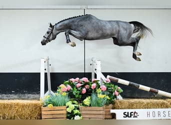 KWPN, Hengst, 3 Jahre, 165 cm, Schimmel