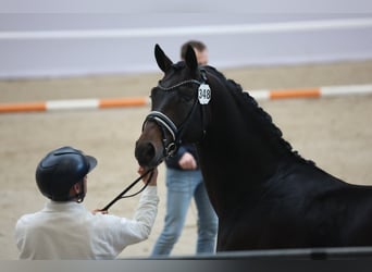 KWPN, Hengst, 3 Jahre, 166 cm, Dunkelbrauner