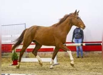 KWPN, Hengst, 3 Jahre, 166 cm, Fuchs