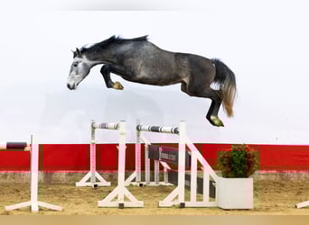 KWPN, Hengst, 3 Jahre, 166 cm, Schimmel