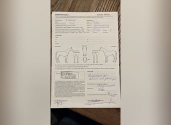 KWPN, Hengst, 3 Jahre, 167 cm, Brauner