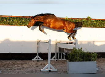 KWPN, Hengst, 3 Jahre, 167 cm, Brauner