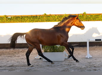 KWPN, Hengst, 3 Jahre, 167 cm, Brauner