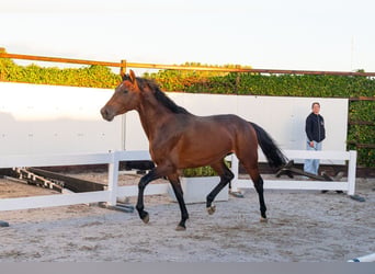 KWPN, Hengst, 3 Jahre, 167 cm, Brauner