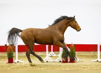 KWPN, Hengst, 3 Jahre, 167 cm, Brauner