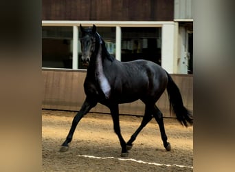 KWPN, Hengst, 3 Jahre, 167 cm