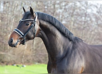 KWPN, Hengst, 3 Jahre, 167 cm, Dunkelbrauner