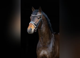 KWPN, Hengst, 3 Jahre, 167 cm, Dunkelbrauner