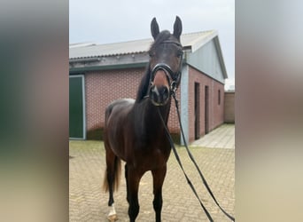 KWPN, Hengst, 3 Jahre, 167 cm, Dunkelbrauner