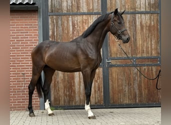 KWPN, Hengst, 3 Jahre, 167 cm, Dunkelbrauner
