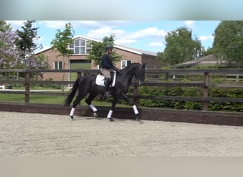KWPN, Hengst, 3 Jahre, 167 cm, Rappe