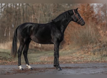 KWPN, Hengst, 3 Jahre, 167 cm, Rappe