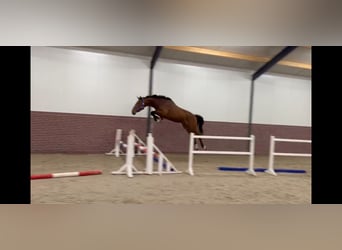 KWPN, Hengst, 3 Jahre, 167 cm, Rotbrauner