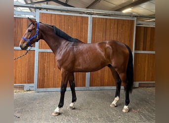 KWPN, Hengst, 3 Jahre, 167 cm, Rotbrauner