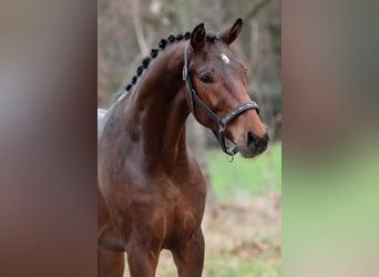 KWPN, Hengst, 3 Jahre, 168 cm, Brauner