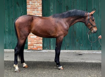 KWPN, Hengst, 3 Jahre, 168 cm, Brauner