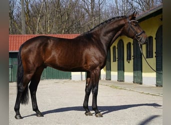 KWPN, Hengst, 3 Jahre, 168 cm, Brauner