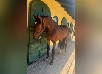KWPN, Hengst, 3 Jahre, 168 cm, Brauner
