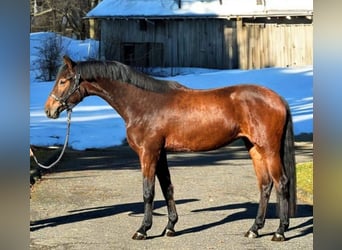 KWPN, Hengst, 3 Jahre, 168 cm, Brauner