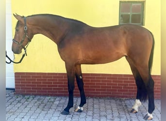 KWPN, Hengst, 3 Jahre, 168 cm, Brauner