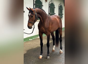 KWPN, Hengst, 3 Jahre, 168 cm, Brauner