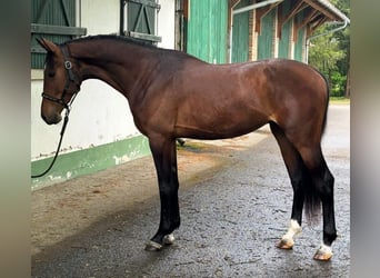 KWPN, Hengst, 3 Jahre, 168 cm, Brauner
