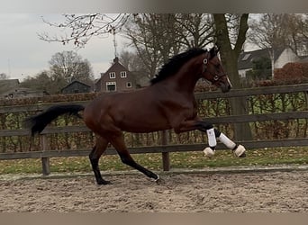 KWPN, Hengst, 3 Jahre, 168 cm, Dunkelbrauner