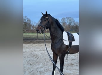 KWPN, Hengst, 3 Jahre, 168 cm, Dunkelbrauner