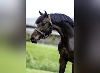 KWPN, Hengst, 3 Jahre, 168 cm, Dunkelbrauner